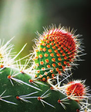 花・植物写真テクスチャ