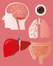 臓器のイラスト素材