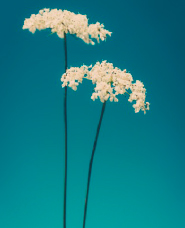 青空と草花写真素材