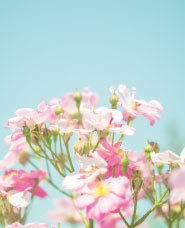 春夏の幻想的な風景写真素材