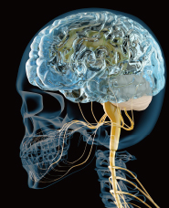 3D organ dissection diagram CG material collection